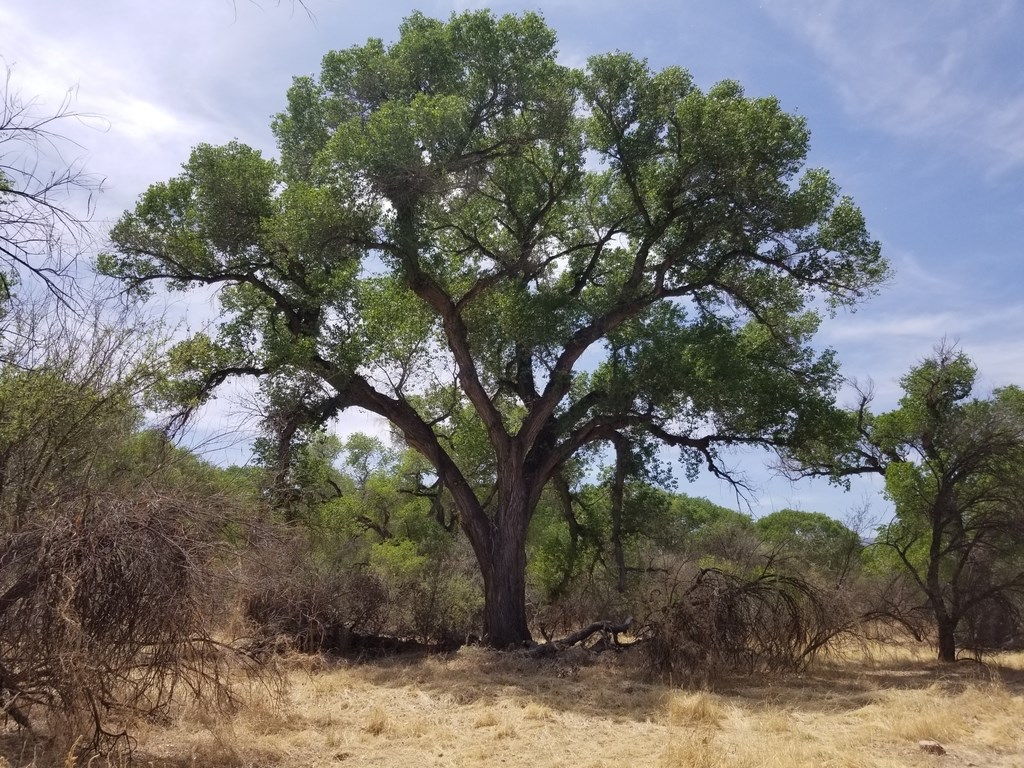 Cottonwood / Willow