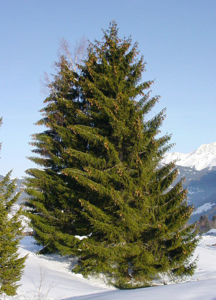 Spruce / Fir